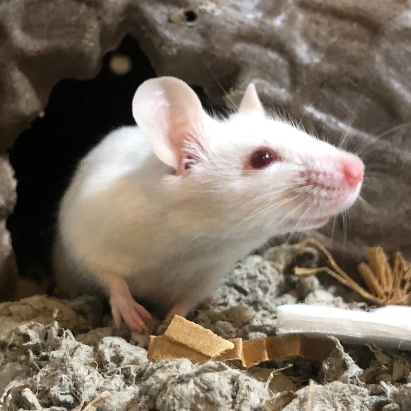 Profile photo of Rosemary the mouse